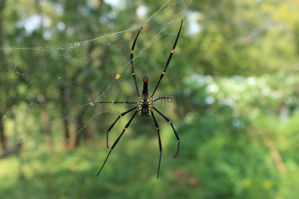 蜘蛛,web,设计