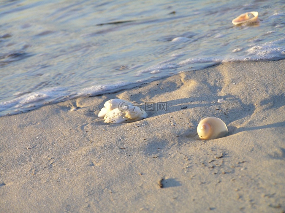 沙,贝壳,水