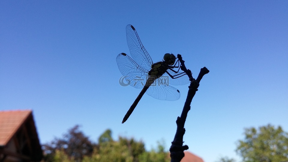 轮廓的蜻蜓,对着光,性质