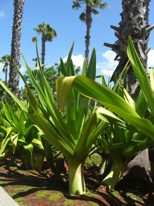 雅卡,植物,棕榈