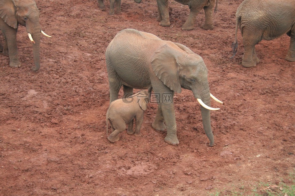 elefant,家庭,动物