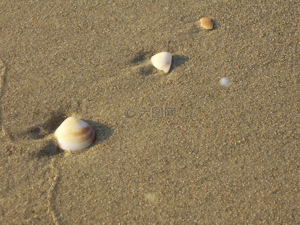 贝壳,海滩,热带