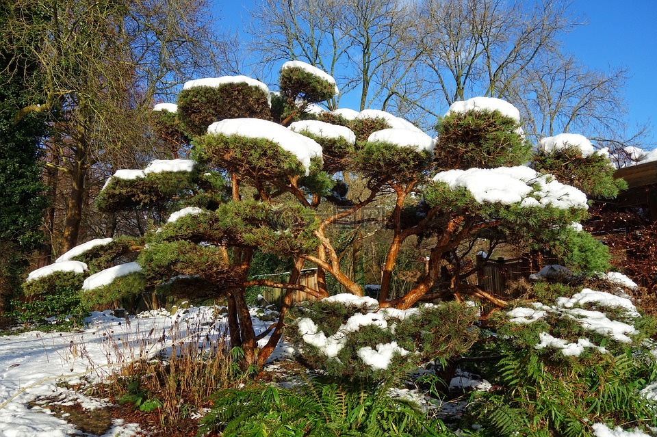 日本松,松树,雪