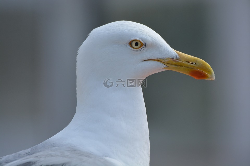 海鸥,鸟,动物