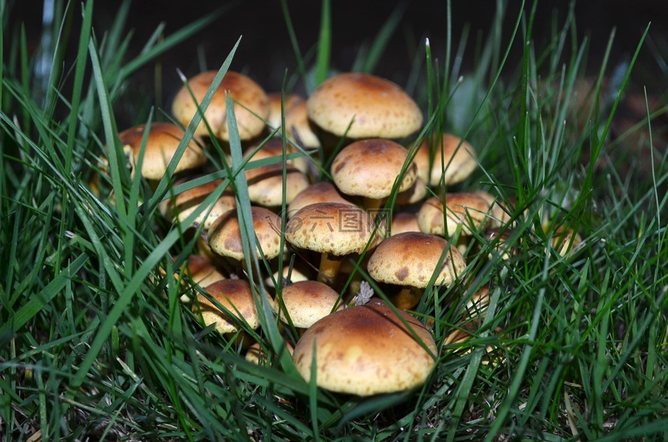 蘑菇,自然,健康