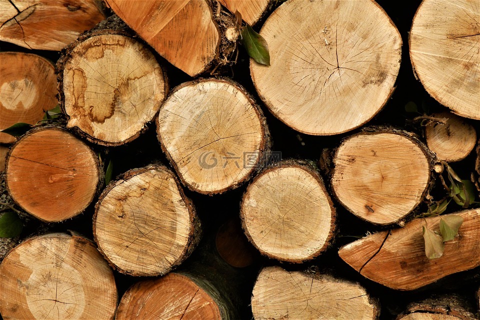 木柴,树,木材