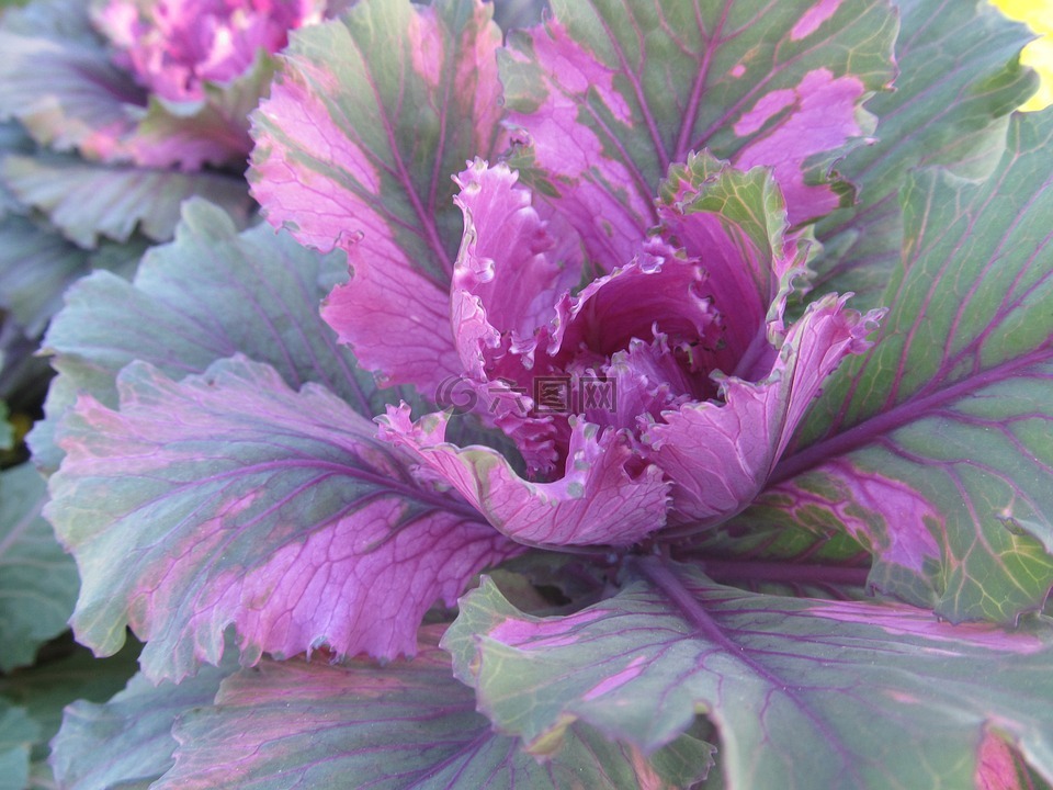 卷心菜,紫色,植物