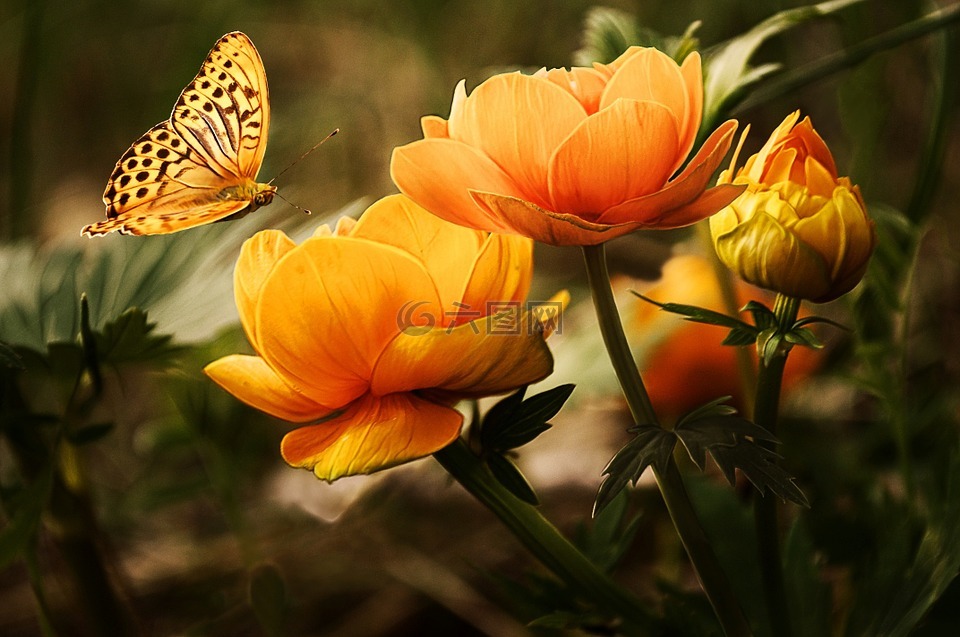 鲜花,背景,蝴蝶