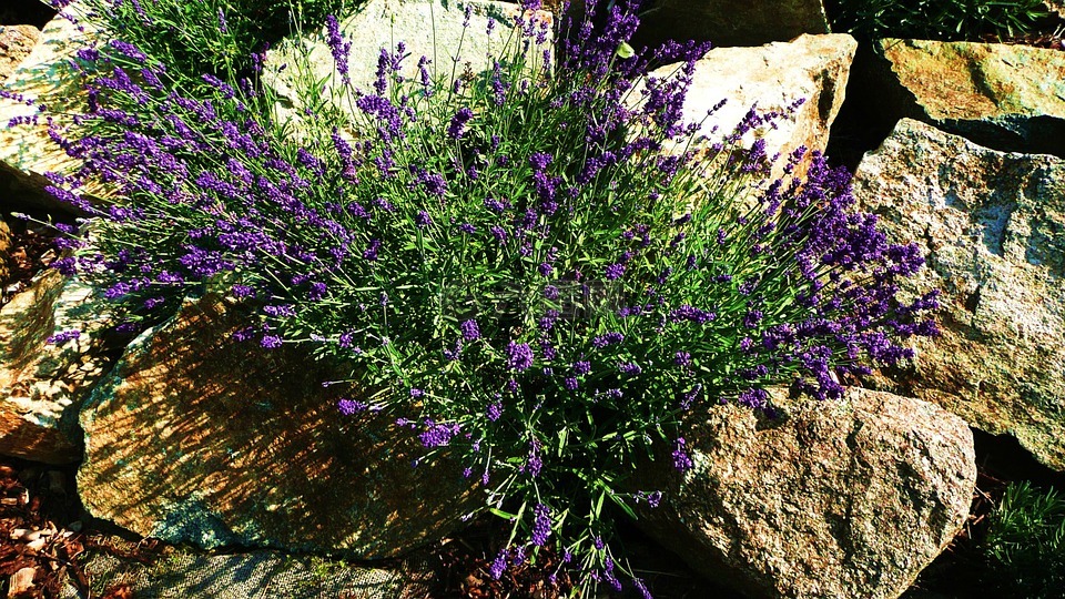 紫色,鲜花,特写