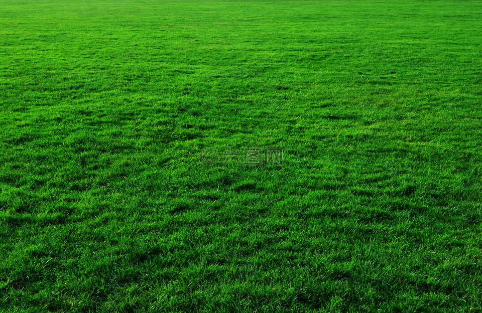 背景,绿色,草