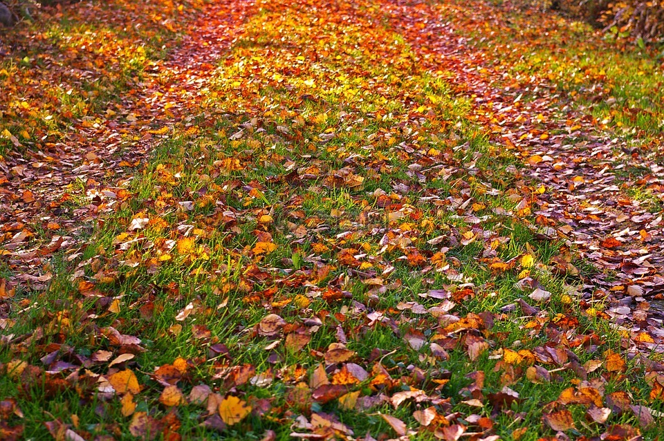 秋天的落叶,金色的秋天,秋季