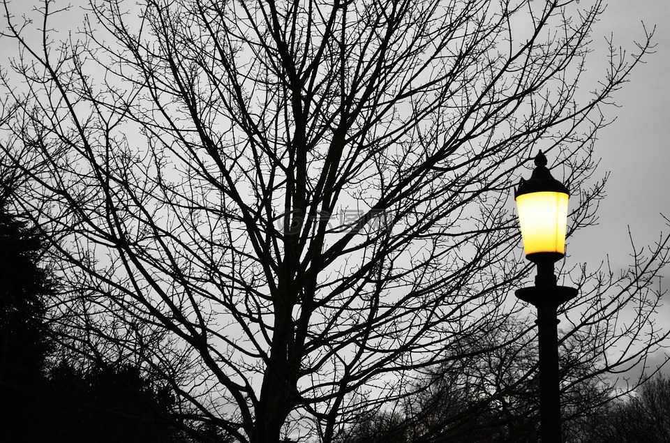 树,灯,光