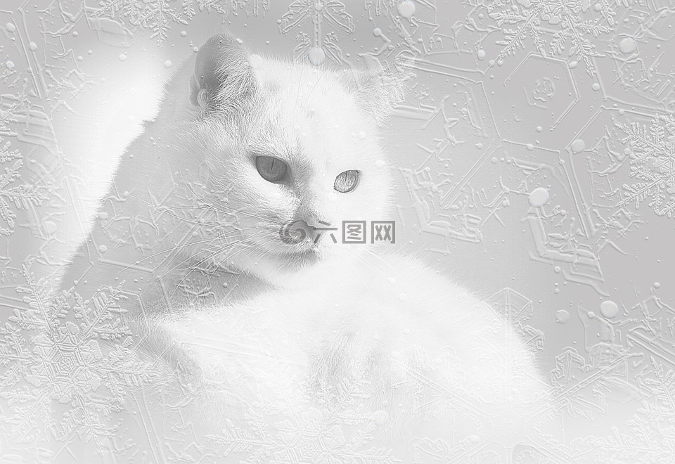 猫,白色的猫,雪