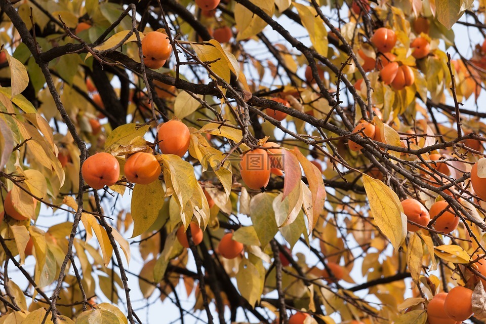 甜柿,树,秋