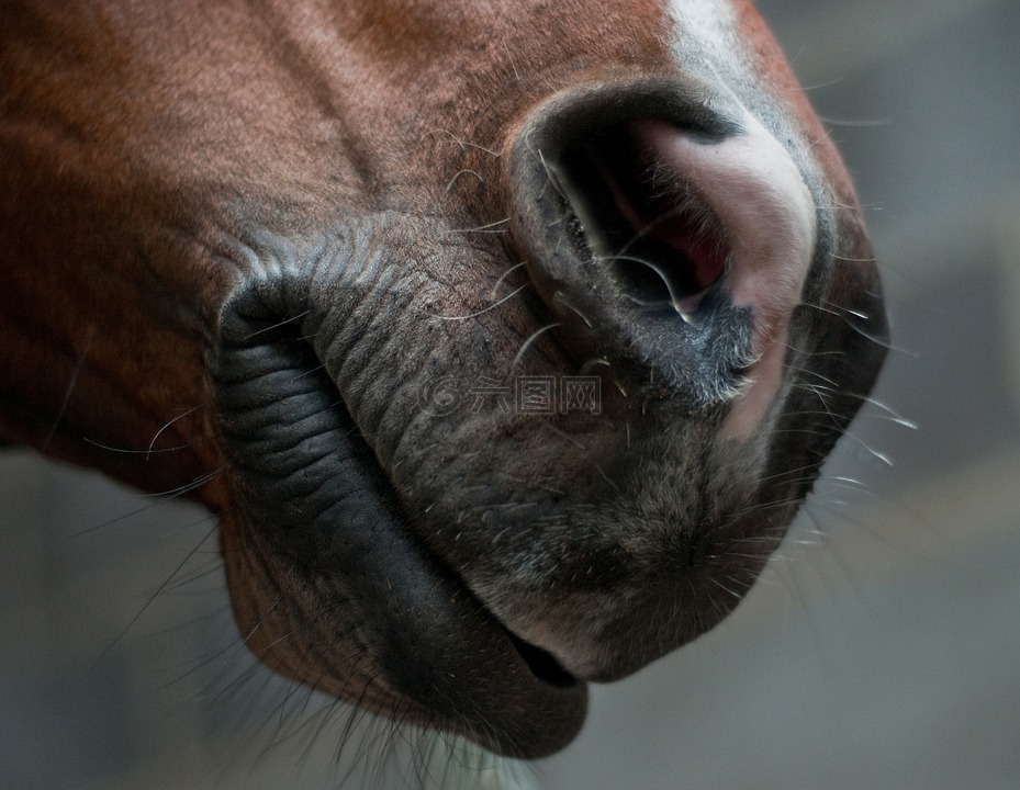 马,鼻子,鼻孔