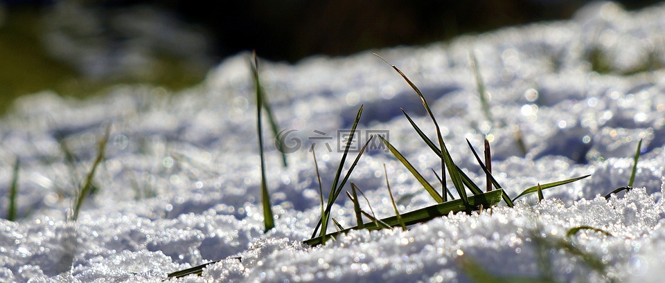 草,雪,绿芽