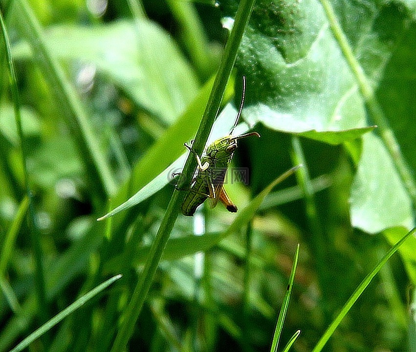 蝗虫,草,绿色