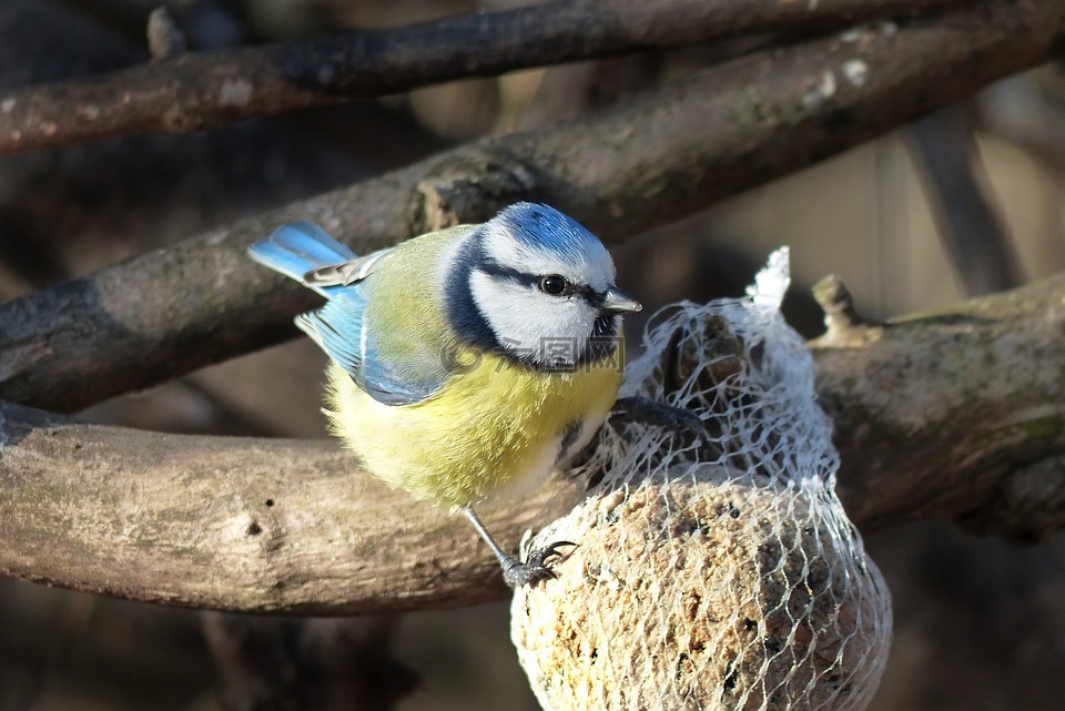 鳥,藍雀,覓食