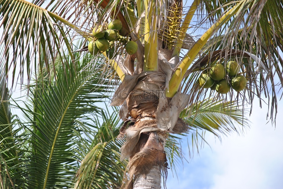 椰子树,椰子,棕榈