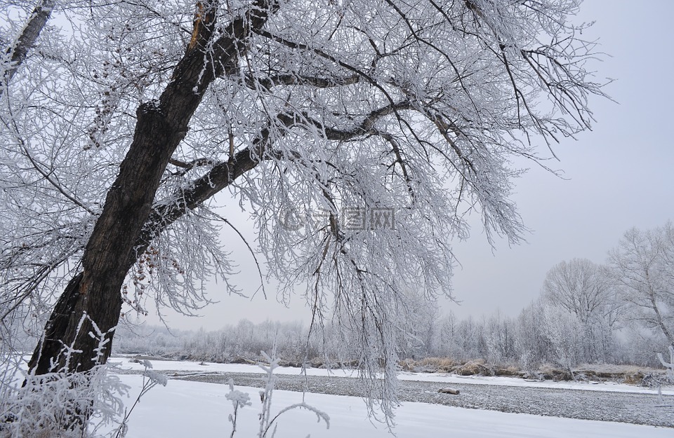 雪,树,冬天