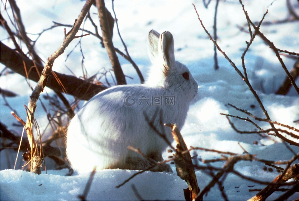 北极野兔,极地的兔子,兔子