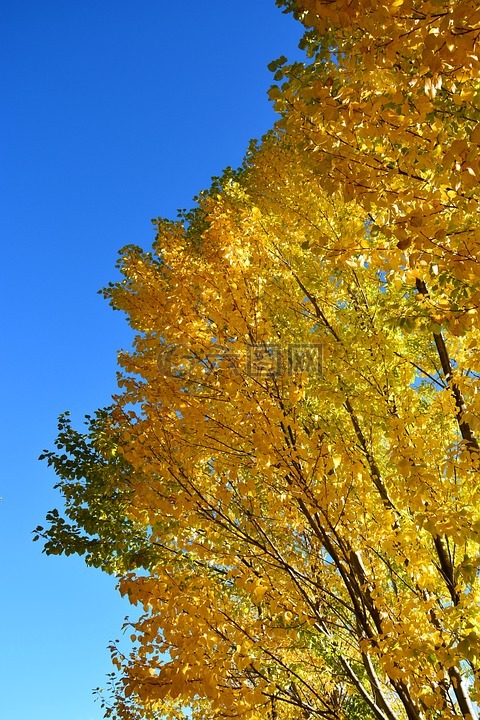 秋天,黄叶,蓝天