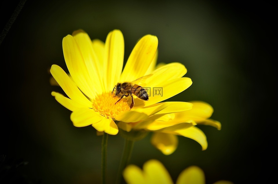 雏菊,蜜蜂,黄色