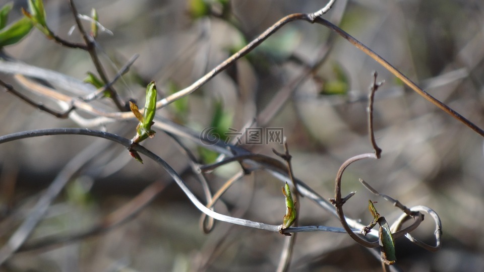 春天,豆芽,植物