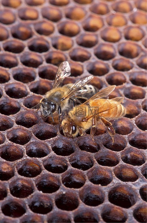 蜜蜂,非洲,欧洲