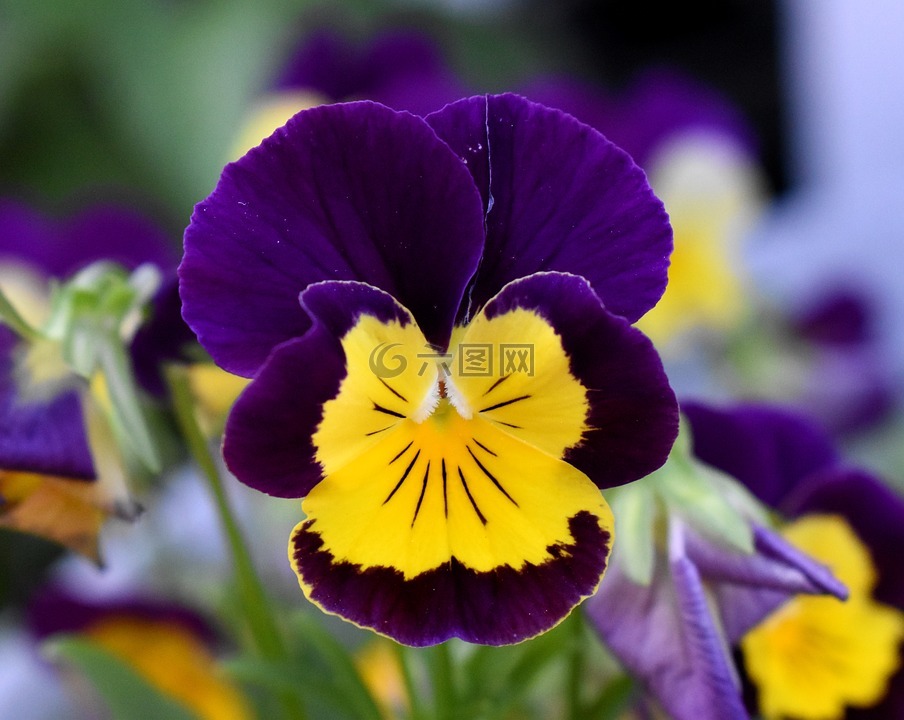 三色堇,花,紫色和黄色的花