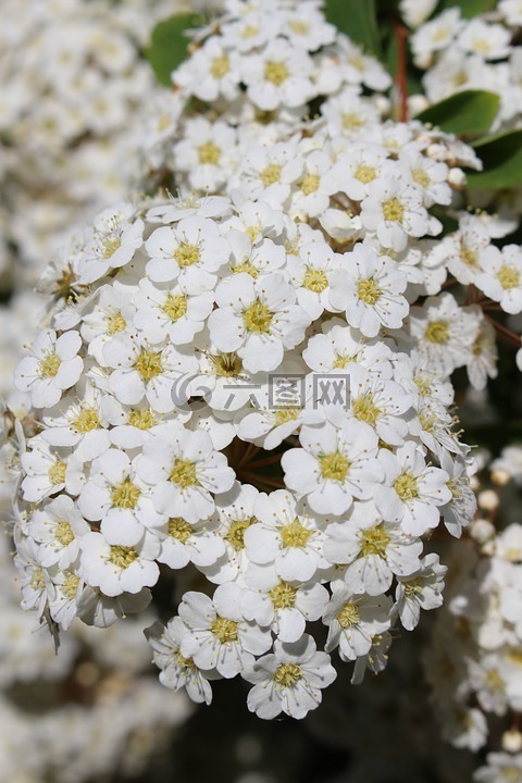 白色花瓣,绽放,春天