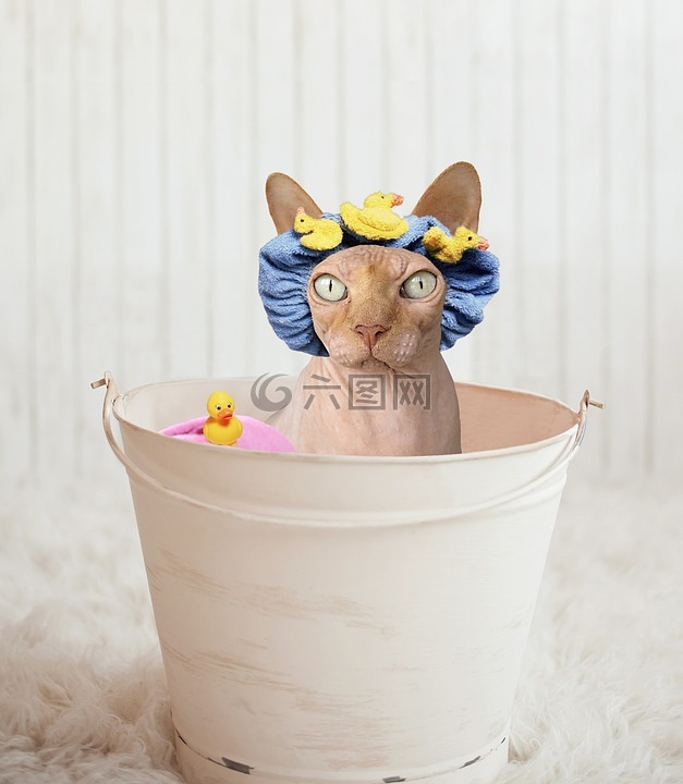 斯芬克斯,猫,浴缸