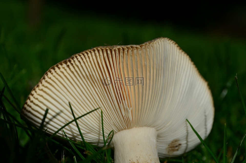光盘真菌,蘑菇,秋季