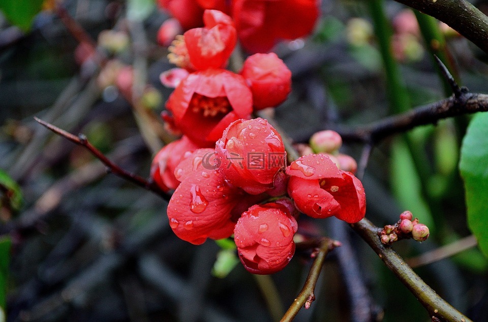 红色,鲜花,特写