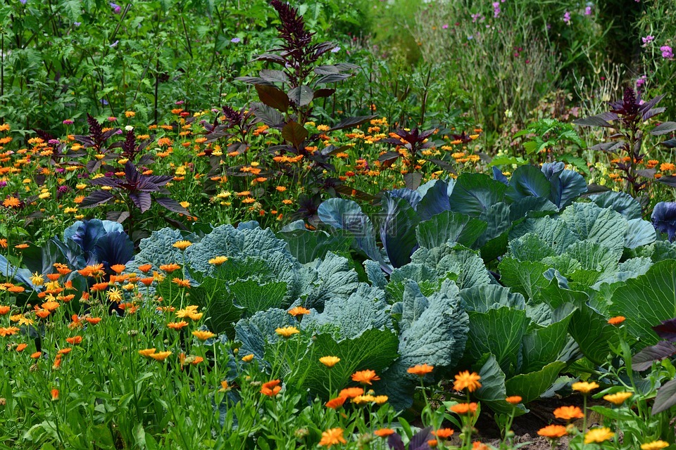 白菜,花园,蔬菜种植