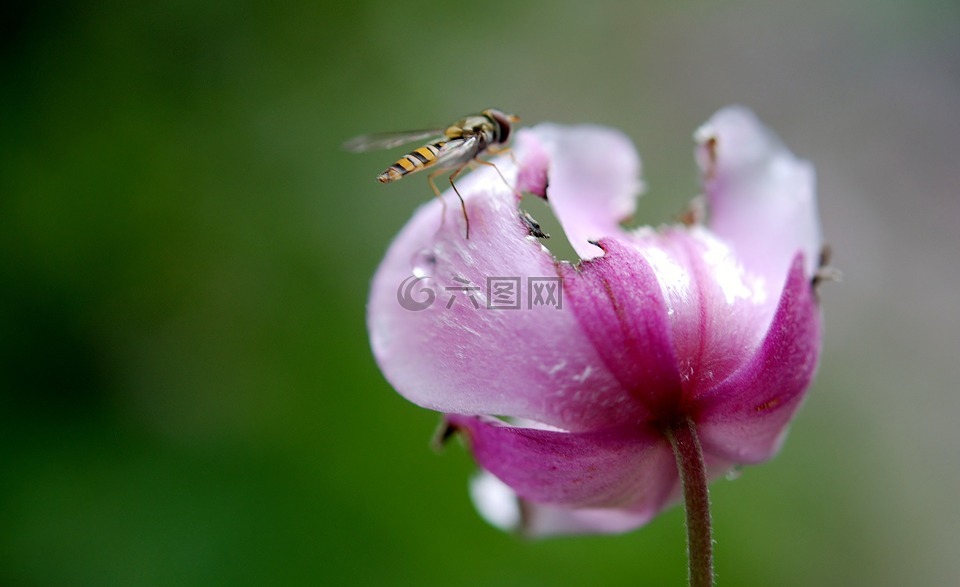 悬停飞,花飞,蚜蝇