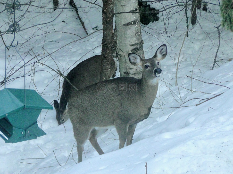 鹿,冬天,后院