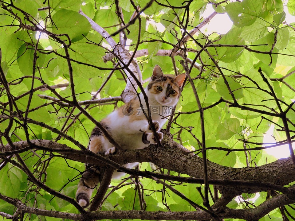 猫咪,树,攀爬