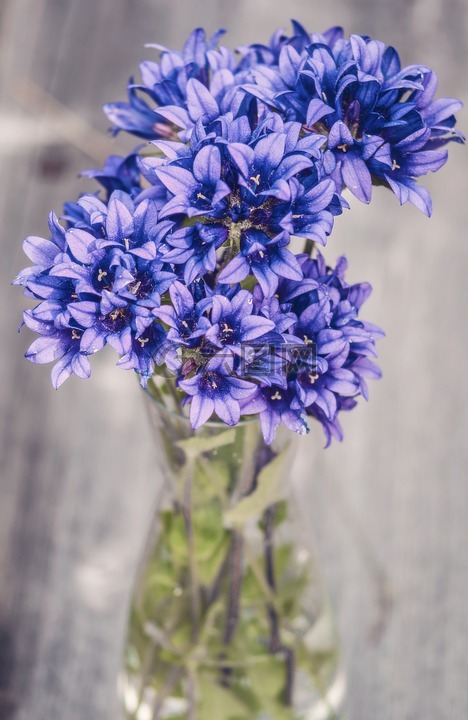 鲜花,紫色,蓝色