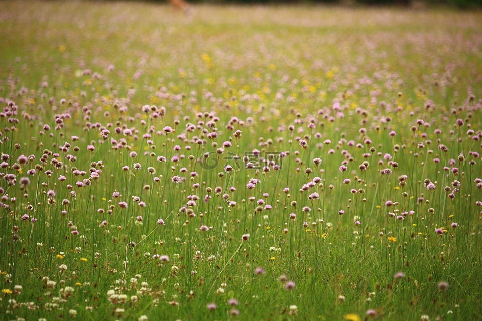 草地,鮮花,開花