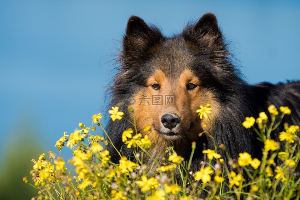 狗,sheltie,鲜花