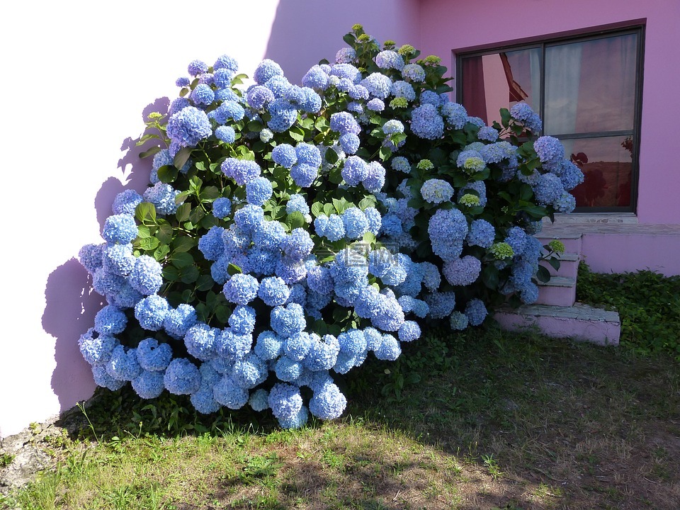 绣球花,蓝色的花瓣,布什