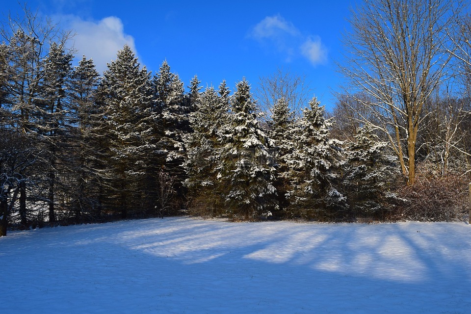 松树,雪,冬天