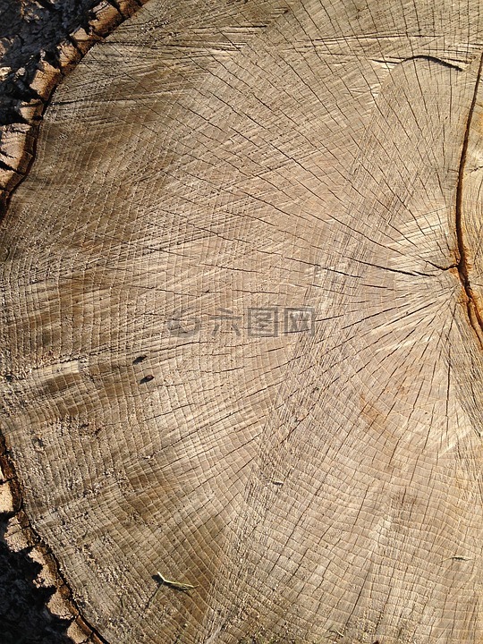 树,树的年轮,木材