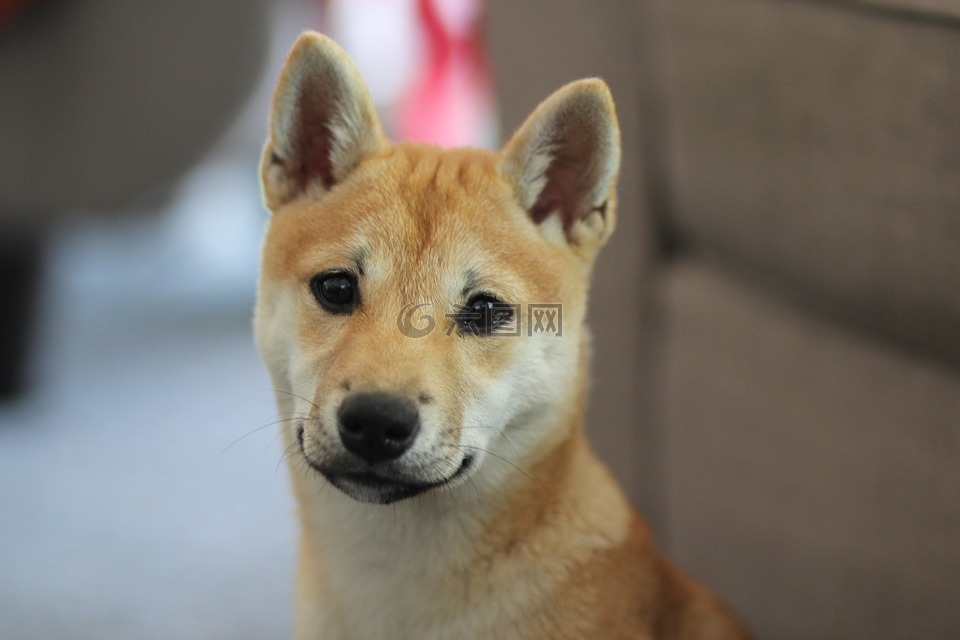 狗,shiba inu,小狗