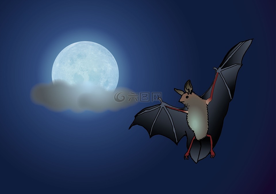 蝙蝠,月球,夜