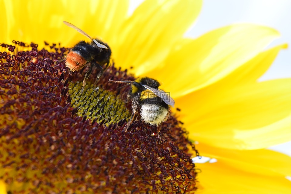大黄蜂,太阳花,花粉