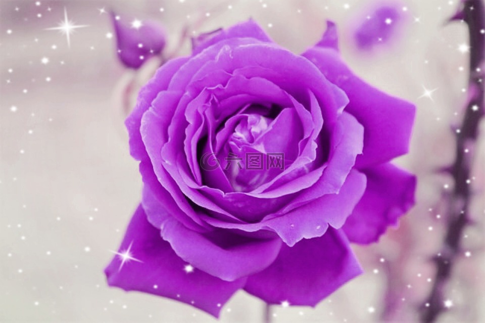 玫瑰,紫,浪漫