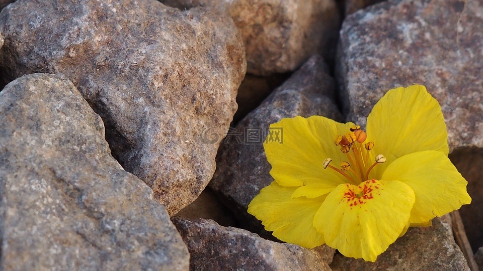 黄色花,岩,植物