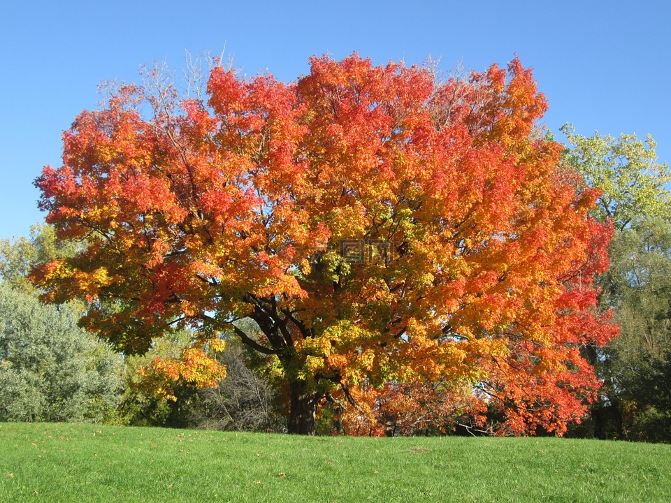 秋天,颜色,秋天的风景